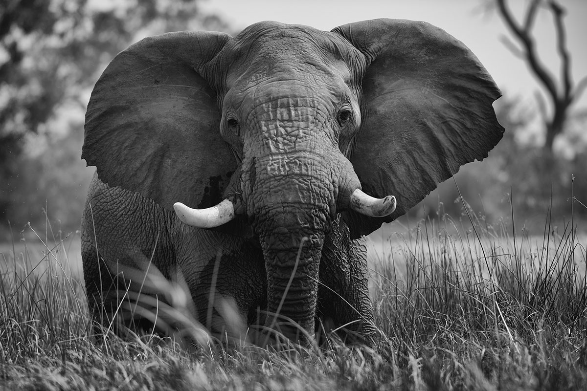 Save the Elephants